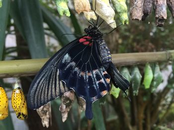 Close-up of butterfly on cocoon