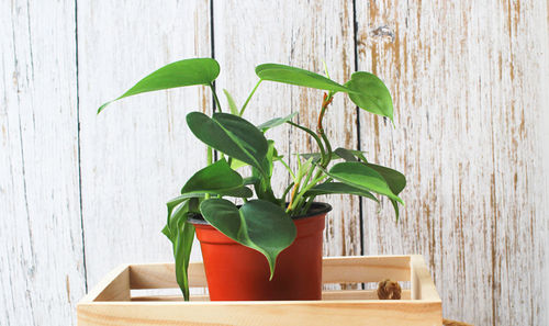 Potted plant on table against wall