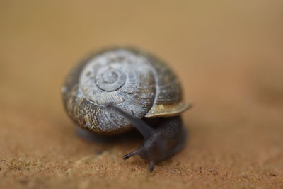 Close-up of snail