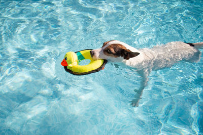 Dog swimming in pool with toy in mouth 