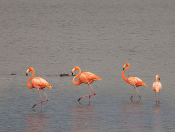 flamingo