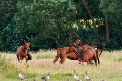 Horses in a field