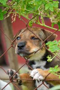 Puppy trying to squeeze through the fence to play