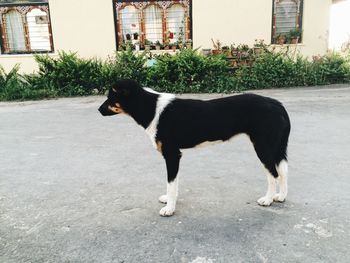 Dog on street