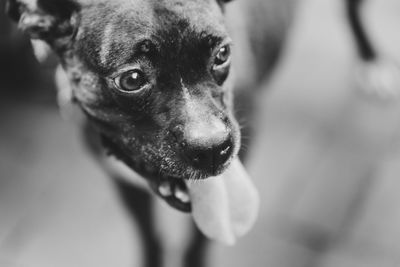 Close-up portrait of dog