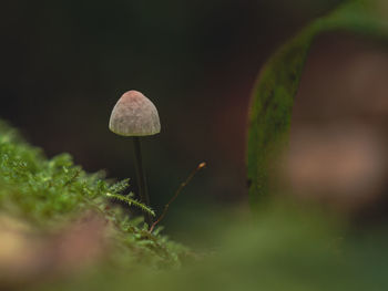 Close-up of mushroom growing outdoors