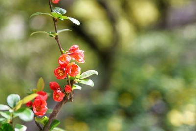 Close-up of red berries growing on tree