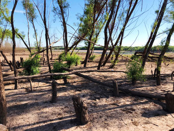 Trees on field against sky