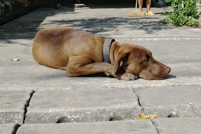 Dog on sidewalk