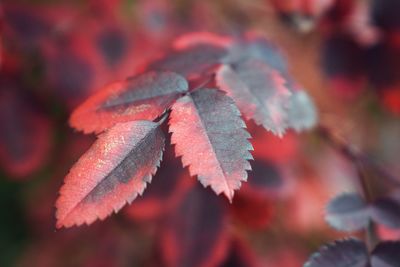 Close-up of leaves