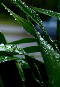 Close-up of wet plant