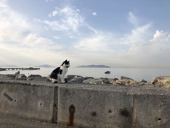 View of dog by the sea against sky
