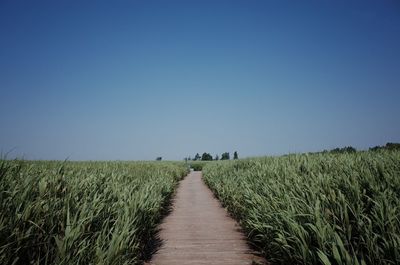 Scenic view of wheat field against clear blue sky