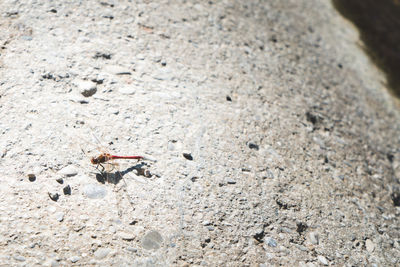 High angle view of insect on rock