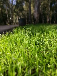 Close-up of grass on field