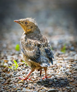 Close-up of bird perching on field