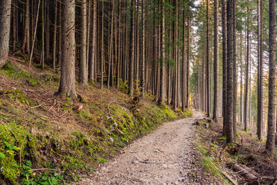 Footpath amidst trees in forest