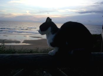 Close-up of dog sitting on beach against sky during sunset