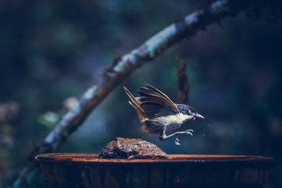 Close-up of bird flying