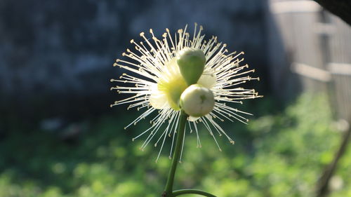 Close-up of white dandelion