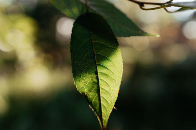 Close-up of leaves