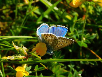 Close-up of butterfly perching on flower