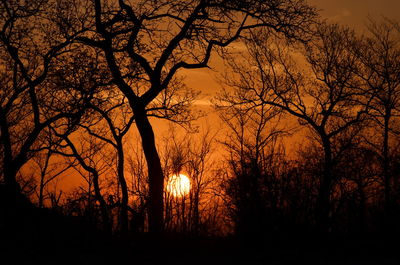 Silhouette of trees at sunset