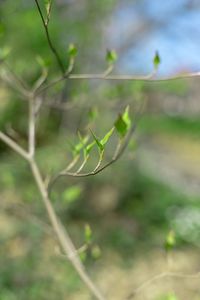 Close-up of insect on plant