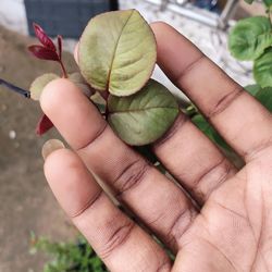 Close-up of hand holding leaves