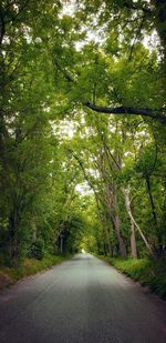 Road amidst trees in forest