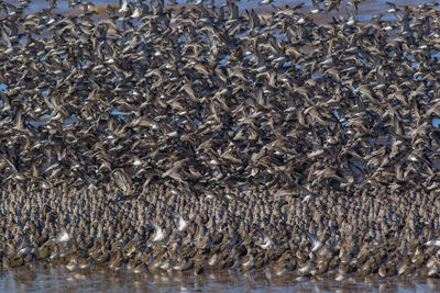 View of crab on beach