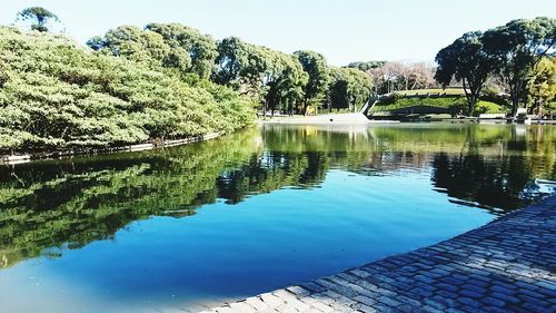 Reflection of trees in water