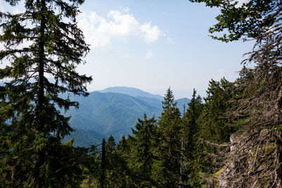 Pine trees in forest against sky