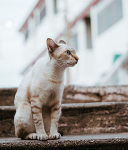 Cat looking away while sitting on staircase