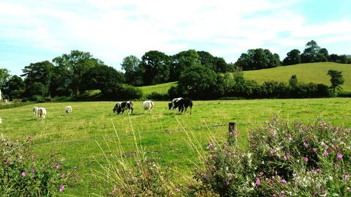 Cow grazing on field