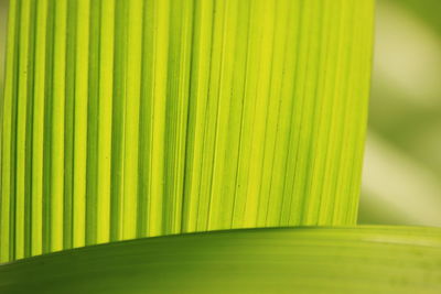 Close-up of green palm leaves