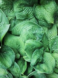 Full frame shot of vegetables