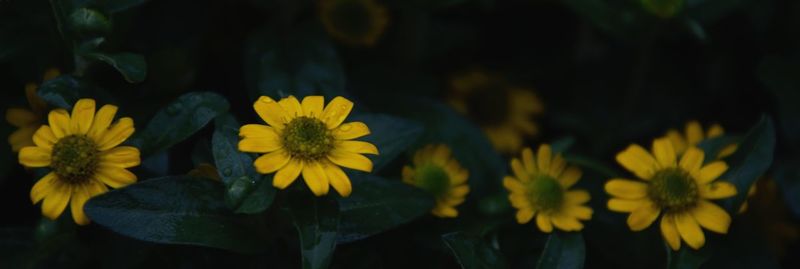 Close-up of yellow flowers blooming outdoors