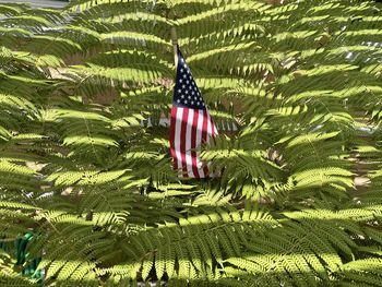 Close-up of flag against plants