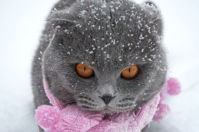 Close-up of cat in snow