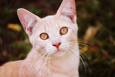 Close-up portrait of cat by outdoors