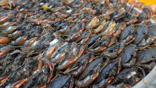 High angle view of fish for sale at market