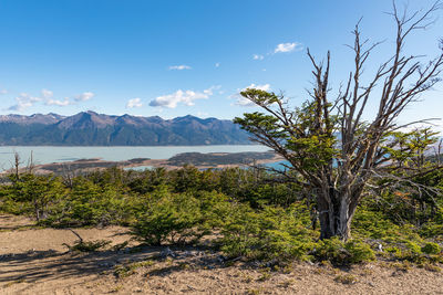 Plants growing on land against sky