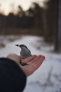 Hand holding bird