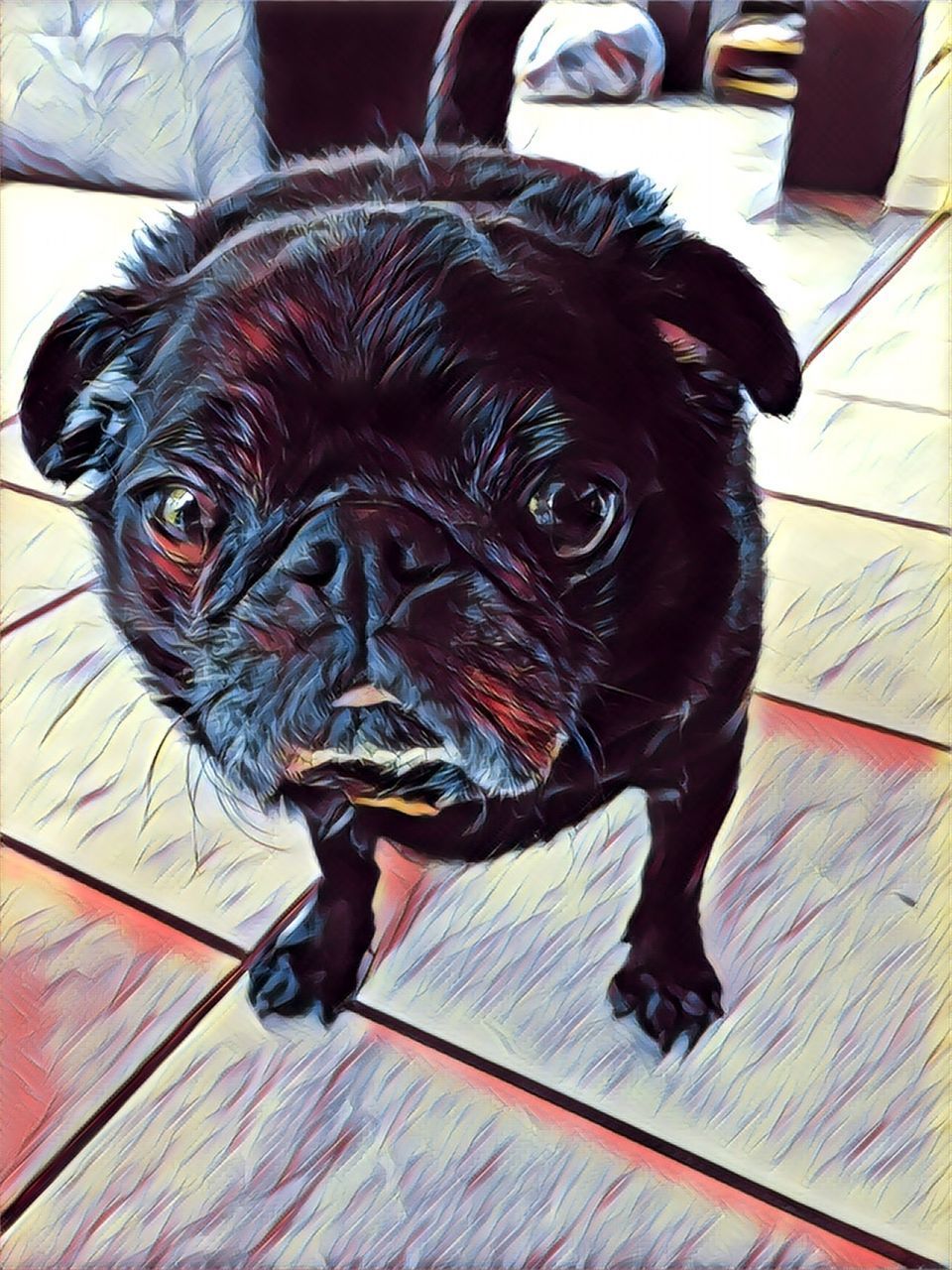 CLOSE-UP PORTRAIT OF PUPPY AT HOME