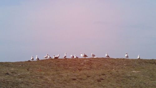 Birds on a field