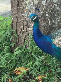 Peacock on tree trunk