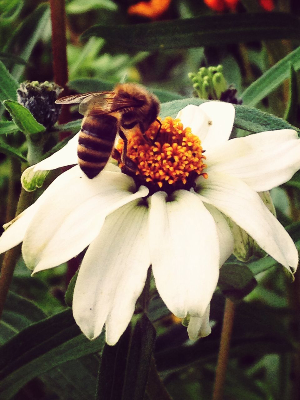 flower, freshness, petal, growth, flower head, close-up, fragility, beauty in nature, focus on foreground, nature, white color, plant, blooming, pollen, bud, day, no people, outdoors, in bloom, selective focus