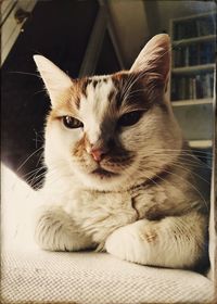 Close-up portrait of cat resting on floor