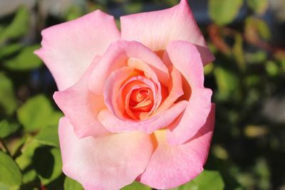 Close-up of pink rose blooming outdoors